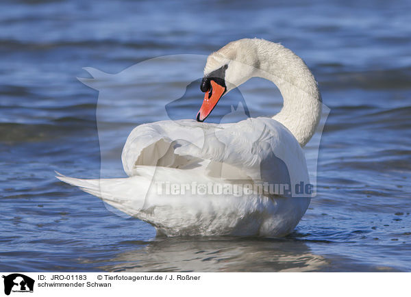 schwimmender Schwan / swimming Swan / JRO-01183