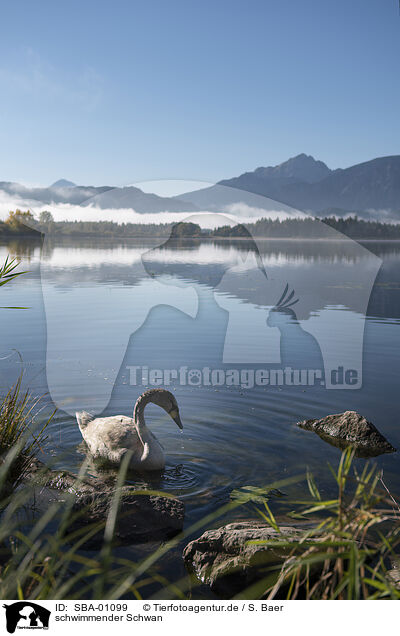 schwimmender Schwan / swimming Swan / SBA-01099