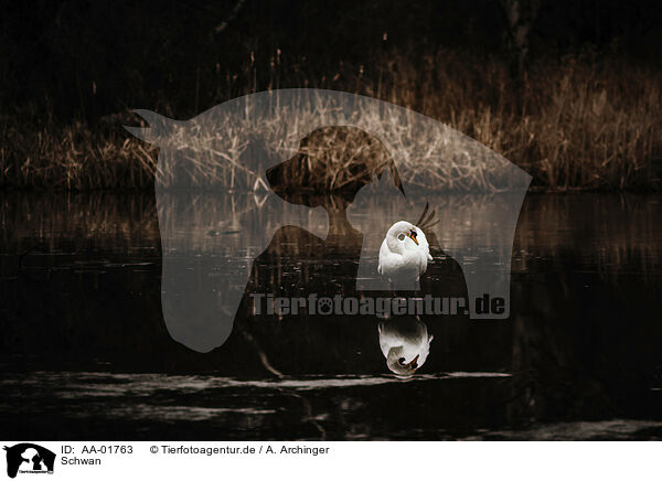 Schwan / mute swan / AA-01763