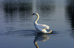 Schwan auf dem Teich