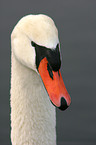 Hckerschwan im Portrait