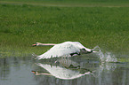 fliegender Schwan ber dem Wasser