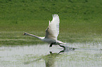 fliegender Schwan ber dem Wasser