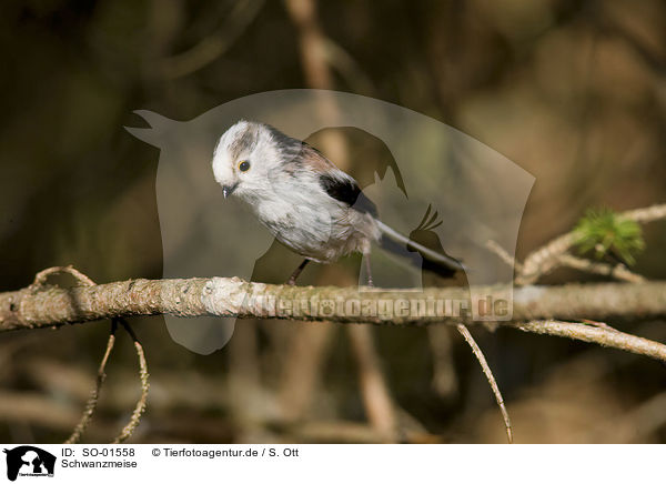 Schwanzmeise / long-tailed tit / SO-01558