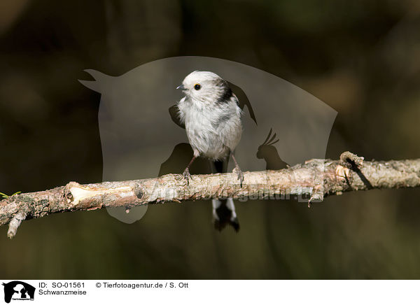 Schwanzmeise / long-tailed tit / SO-01561