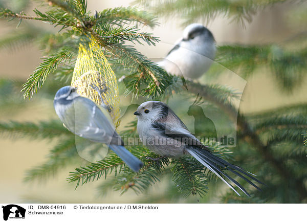 Schwanzmeise / long-tailed tit / DMS-04916