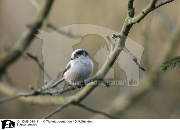 Schwanzmeise / long-tailed tit / DMS-04918