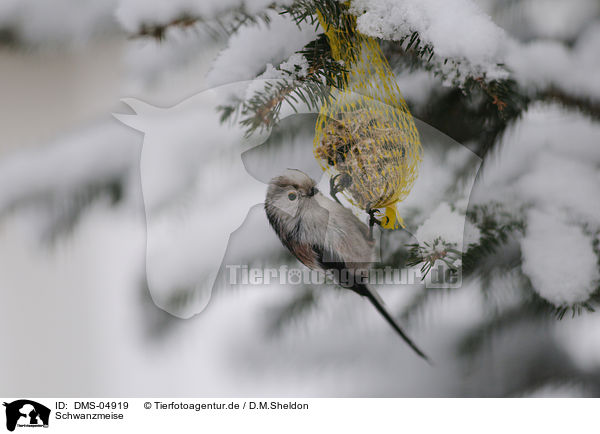 Schwanzmeise / long-tailed tit / DMS-04919