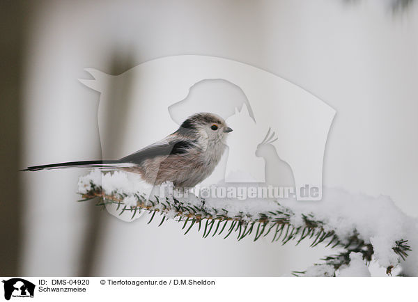 Schwanzmeise / long-tailed tit / DMS-04920