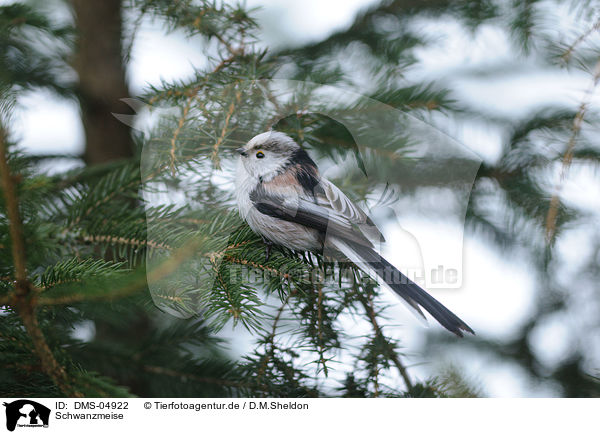 Schwanzmeise / long-tailed tit / DMS-04922