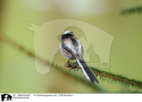 Schwanzmeise / long-tailed tit / DMS-04923