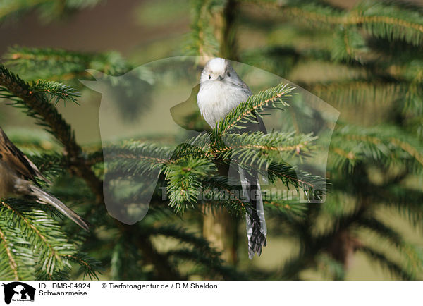 Schwanzmeise / long-tailed tit / DMS-04924