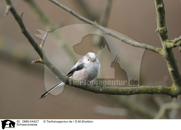 Schwanzmeise / long-tailed tit / DMS-04927