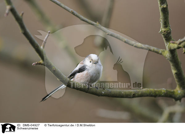 Schwanzmeise / DMS-04927