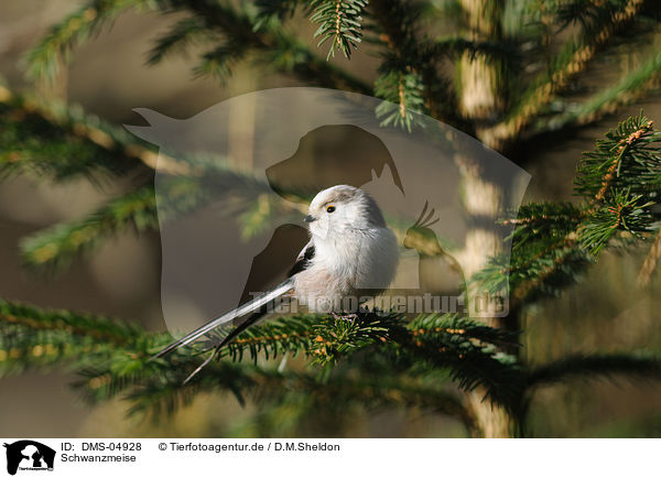 Schwanzmeise / long-tailed tit / DMS-04928