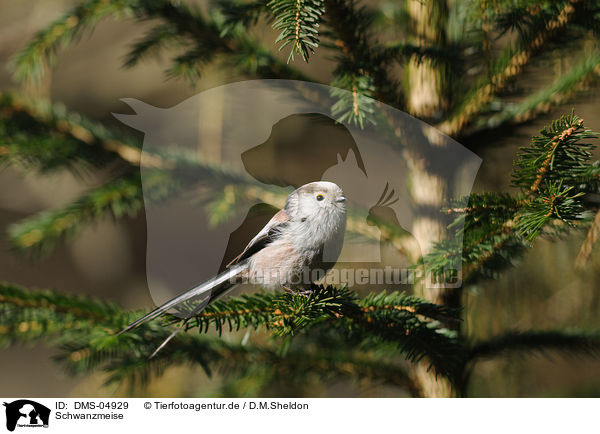 Schwanzmeise / long-tailed tit / DMS-04929