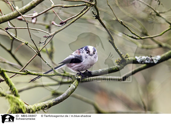Schwanzmeise / long-tailed tit / MBS-08867