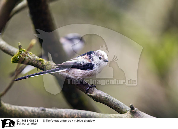 Schwanzmeise / long-tailed tit / MBS-08868