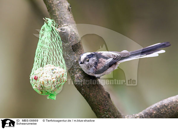 Schwanzmeise / long-tailed tit / MBS-08869
