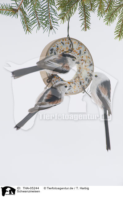 Schwanzmeisen / long-tailed tits / THA-05244