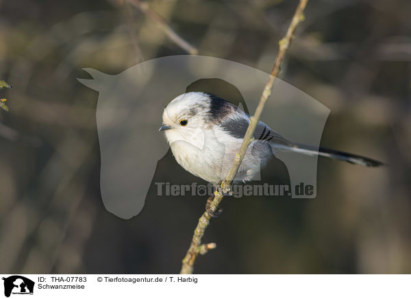 Schwanzmeise / long-tailed bushtit / THA-07783