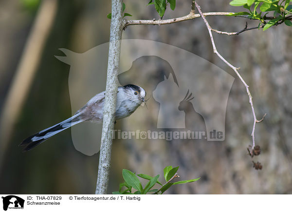 Schwanzmeise / long-tailed bushtit / THA-07829