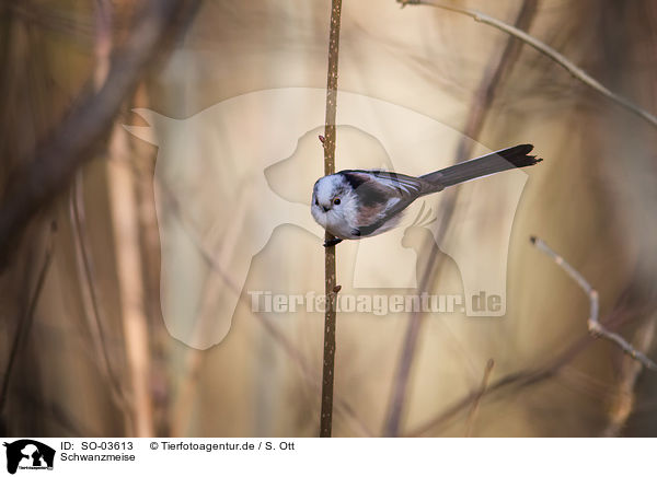 Schwanzmeise / long-tailed bushtit / SO-03613