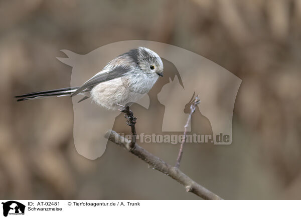 Schwanzmeise / long-tailed bushtit / AT-02481