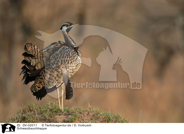 Schwarzbauchtrappe / black-bellied bustard / DV-02011