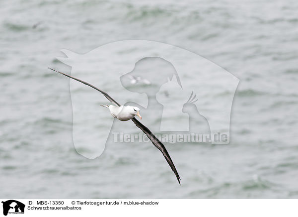 Schwarzbrauenalbatros / black-browed albatross / MBS-13350