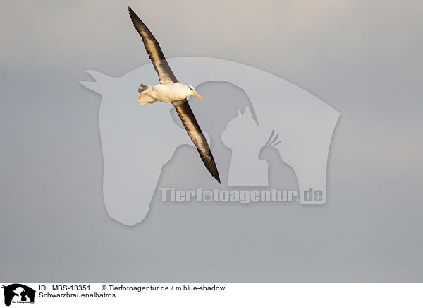 Schwarzbrauenalbatros / black-browed albatross / MBS-13351