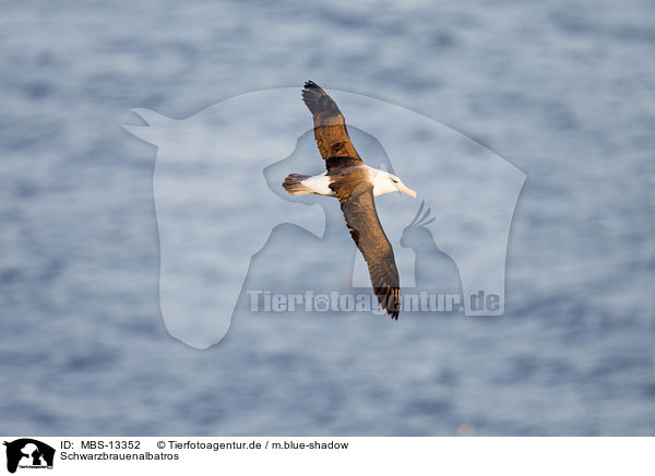 Schwarzbrauenalbatros / black-browed albatross / MBS-13352