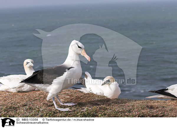 Schwarzbrauenalbatros / black-browed albatross / MBS-13358