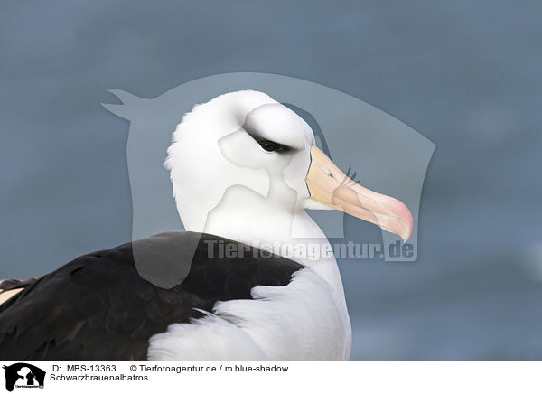 Schwarzbrauenalbatros / black-browed albatross / MBS-13363