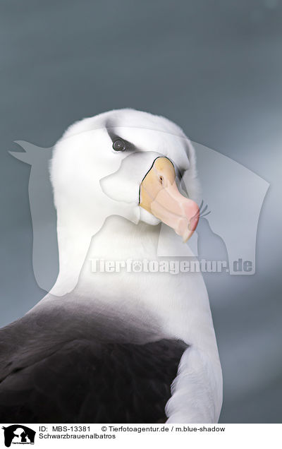 Schwarzbrauenalbatros / black-browed albatross / MBS-13381