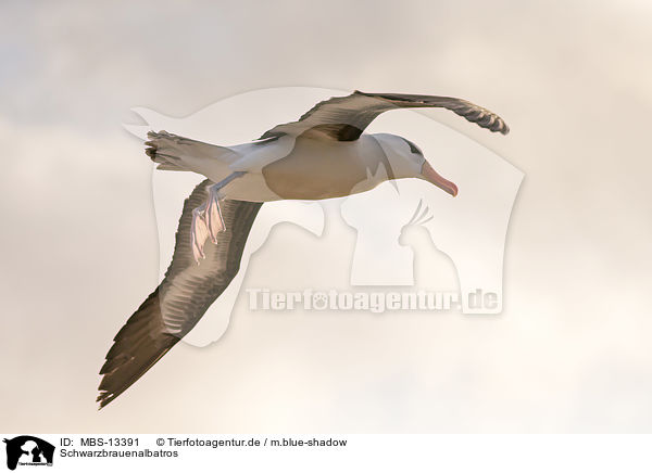 Schwarzbrauenalbatros / black-browed albatross / MBS-13391
