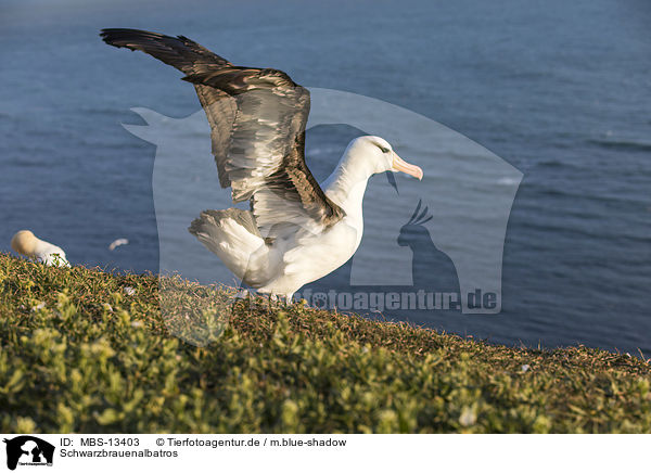 Schwarzbrauenalbatros / black-browed albatross / MBS-13403