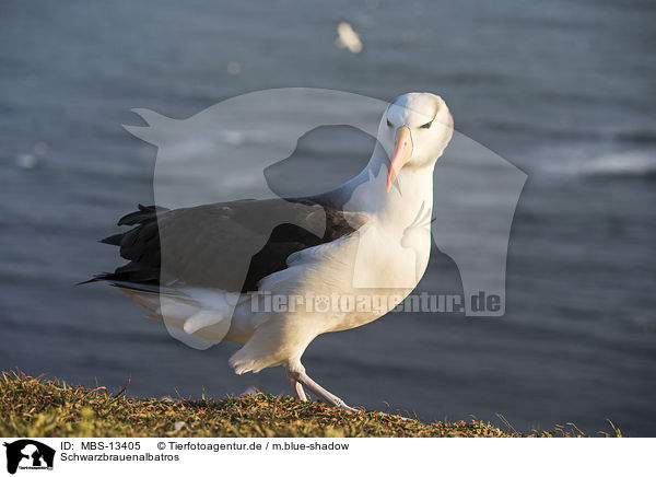 Schwarzbrauenalbatros / black-browed albatross / MBS-13405