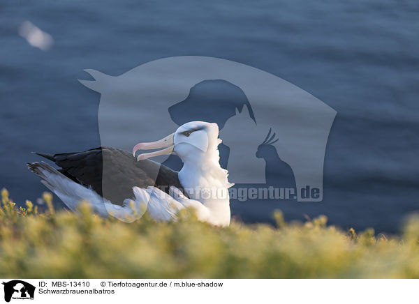 Schwarzbrauenalbatros / black-browed albatross / MBS-13410