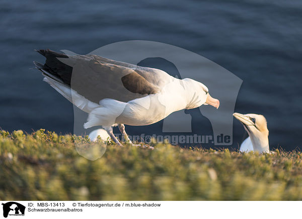 Schwarzbrauenalbatros / black-browed albatross / MBS-13413