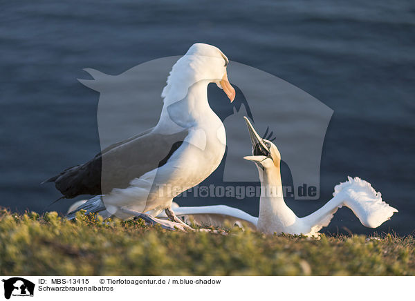 Schwarzbrauenalbatros / black-browed albatross / MBS-13415