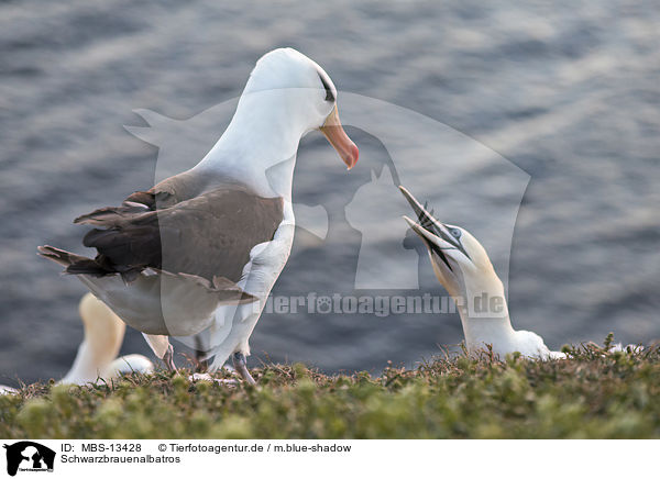 Schwarzbrauenalbatros / black-browed albatross / MBS-13428