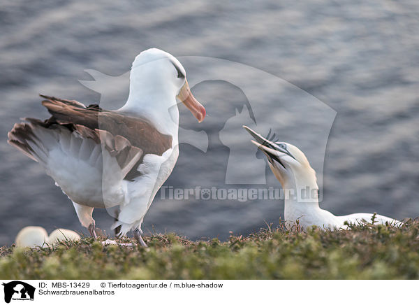 Schwarzbrauenalbatros / black-browed albatross / MBS-13429