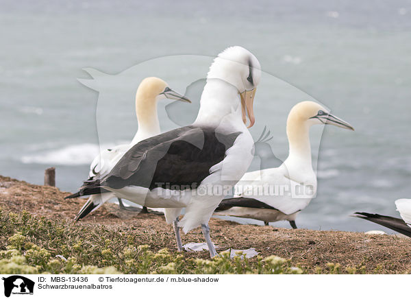 Schwarzbrauenalbatros / black-browed albatross / MBS-13436