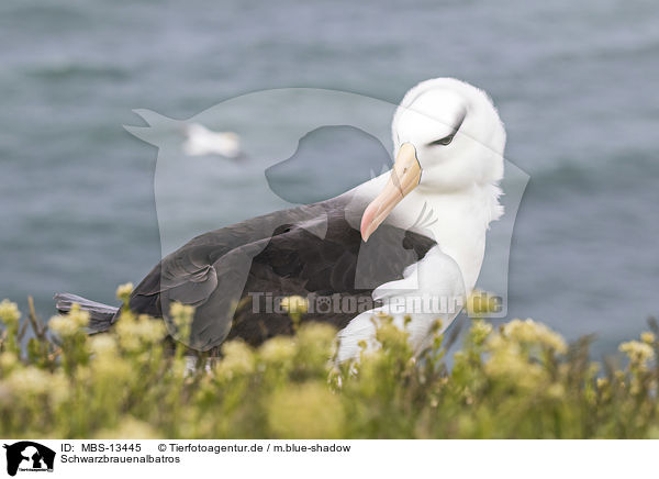 Schwarzbrauenalbatros / black-browed albatross / MBS-13445