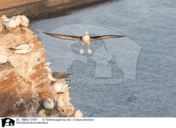Schwarzbrauenalbatros / black-browed albatross / MBS-13457