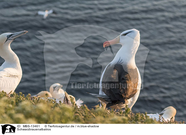 Schwarzbrauenalbatros / black-browed albatross / MBS-13461