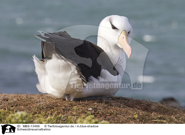 Schwarzbrauenalbatros / black-browed albatross / MBS-13466