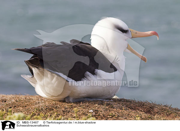 Schwarzbrauenalbatros / black-browed albatross / MBS-13467