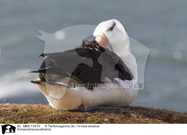 Schwarzbrauenalbatros / black-browed albatross / MBS-13470